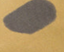 Boxfish